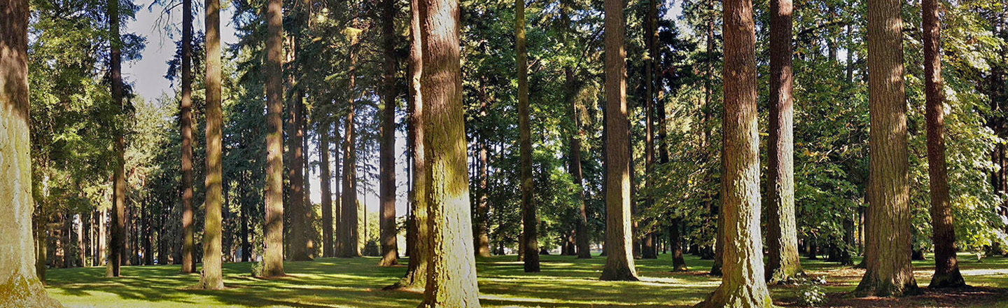 Gammans Park Trees